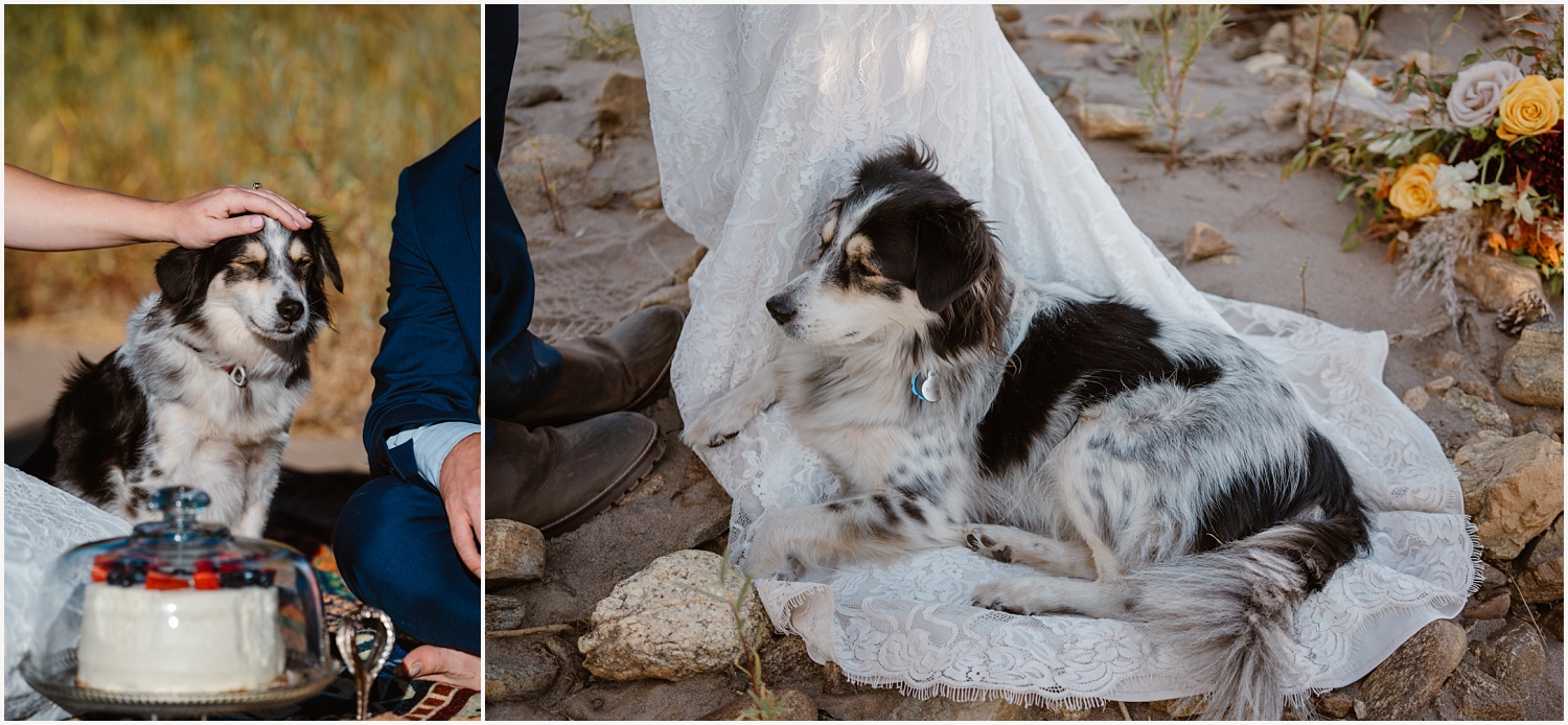 Dog sits on brides wedding dress