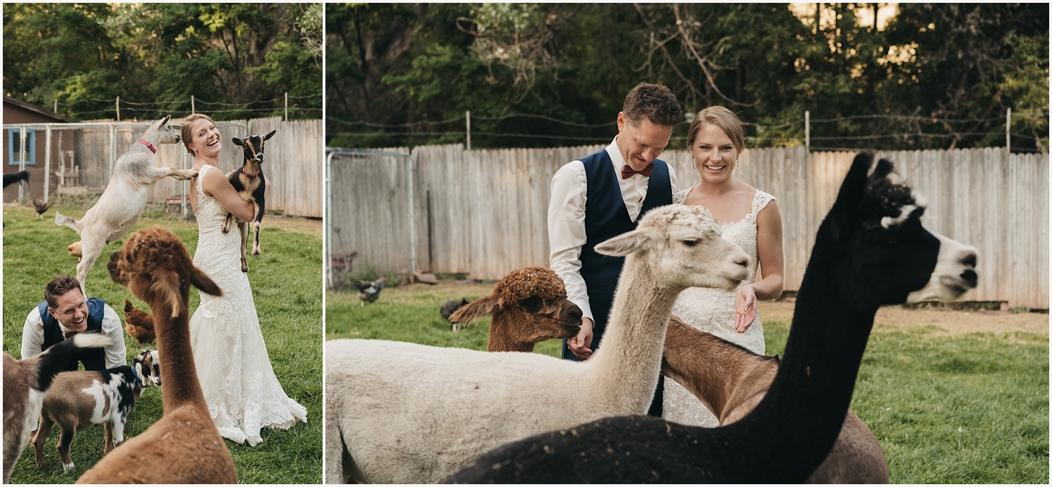 Bride and Groom hang out with farm animals on their elopement day