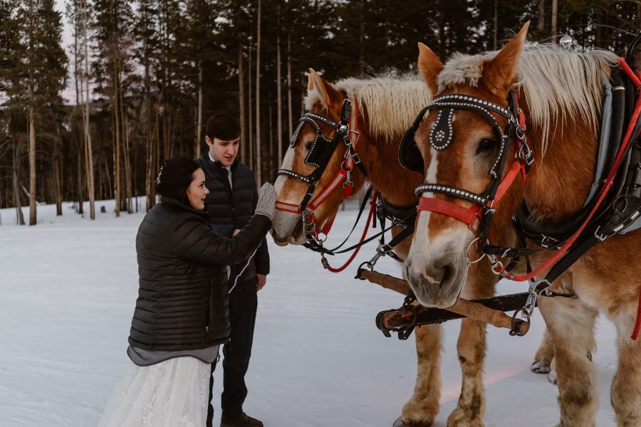 A bride and groom pet the horse running their horse-drawn carriage during their winter breckenridge elopement.