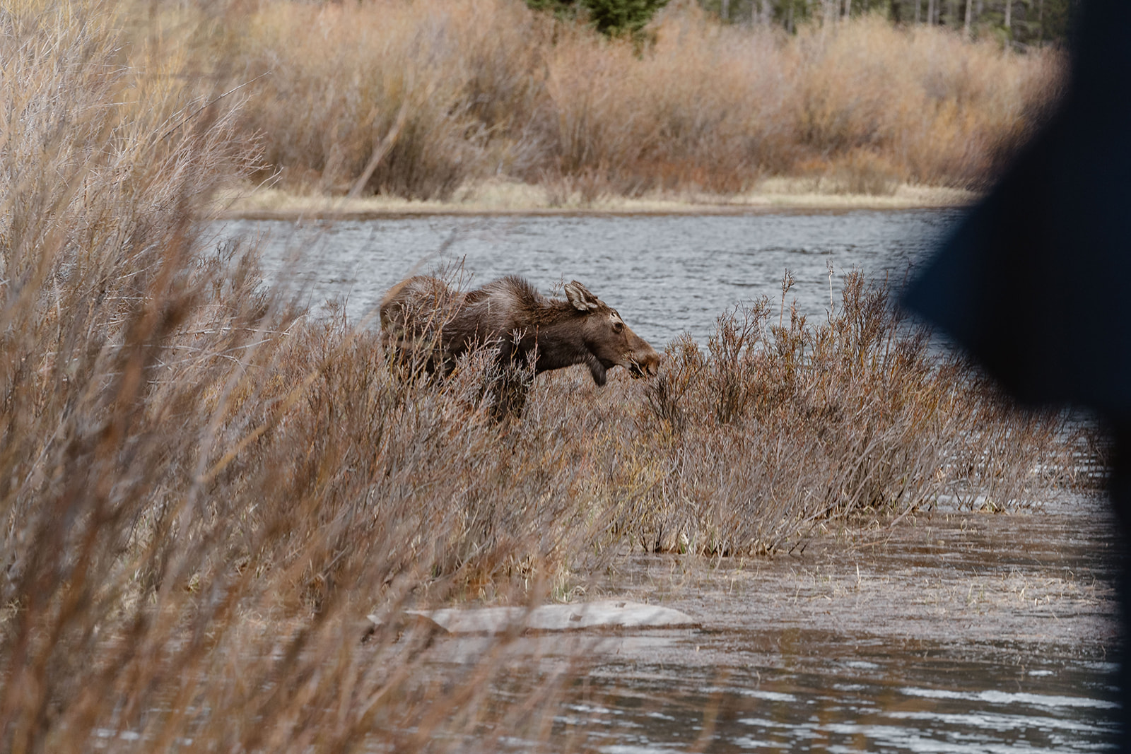 A moose crosses in front of a couple's Lake Granby elopement ceremony.
